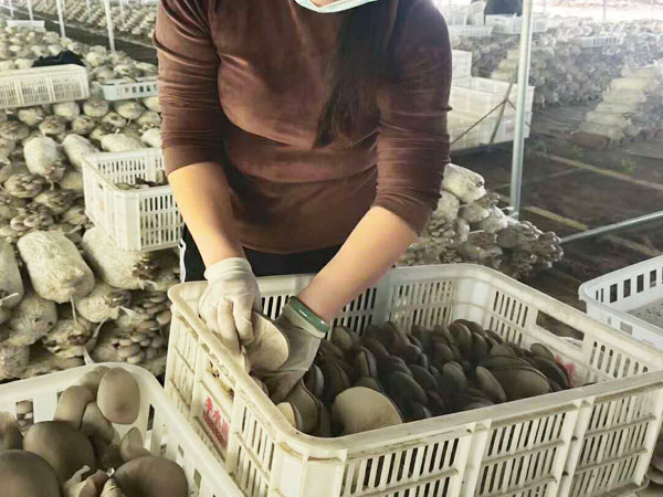 平菇菌棒