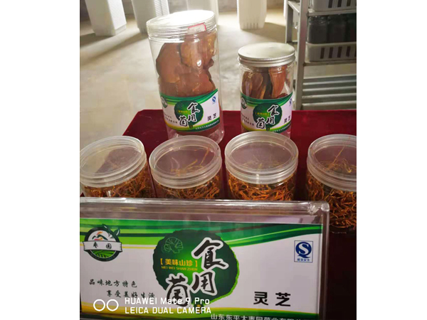 灵芝